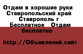 Отдам в хорошие руки - Ставропольский край, Ставрополь г. Бесплатное » Отдам бесплатно   